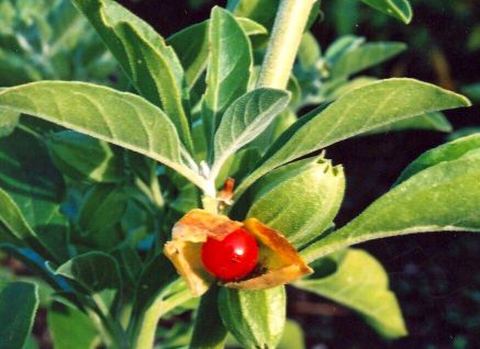 How to Grow Ashwagandha ?