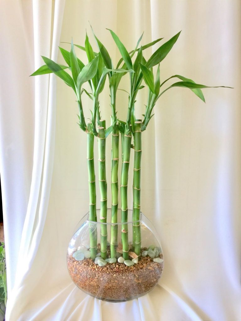 How to Grow Bamboo from Cuttings