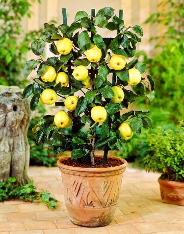 How to Grow an Apple Tree Indoors ?