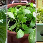 How To Grow Spinach in Containers?