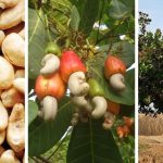 How To Grow A Cashew Tree?