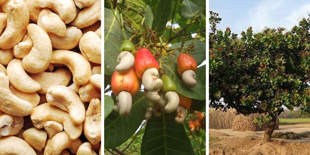 How To Grow A Cashew Tree?