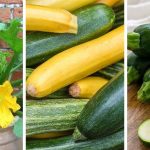 How To Grow Zucchini In A Pot?