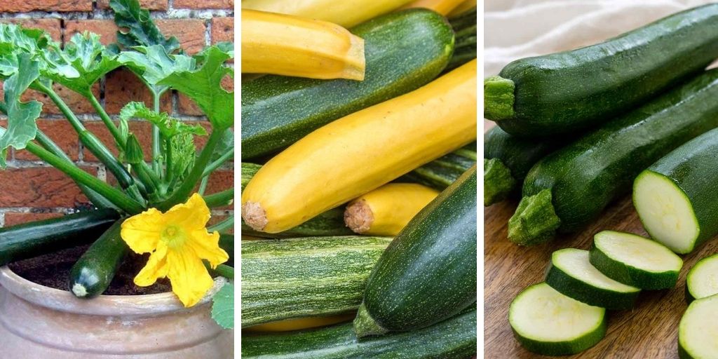 How To Grow Zucchini In A Pot?