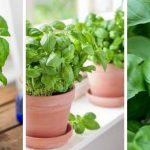 How To Grow Basil In Water?