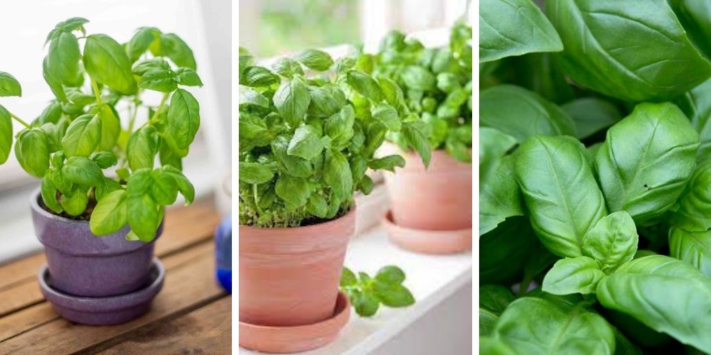 How To Grow Basil In Water?