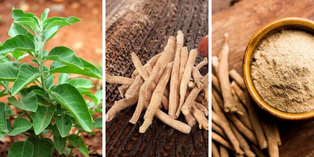 How to Grow Ashwagandha