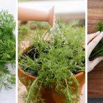 How to Grow Dill in a Container?