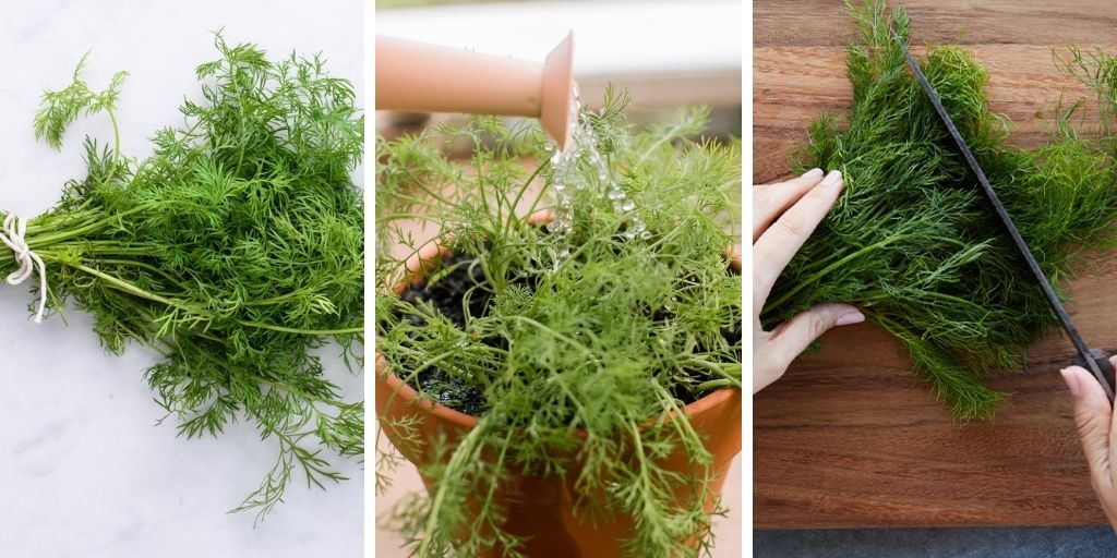 How to Grow Dill in a Container?