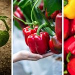 How To Grow Bell Peppers In A Pot