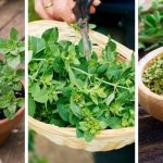 How to Grow Oregano in a Pot?