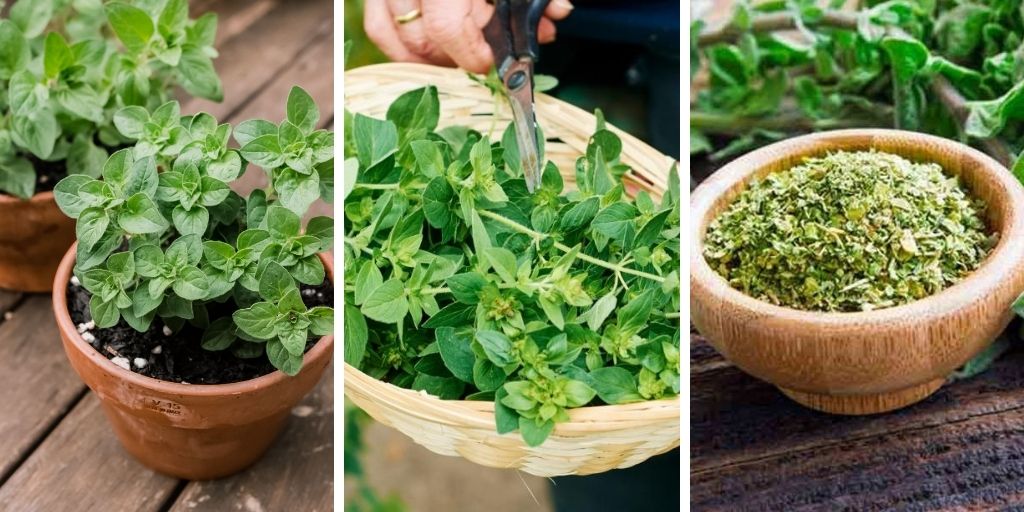 How to Grow Oregano in a Pot?