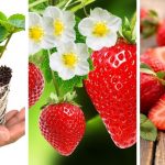 How to Grow Strawberries Indoor?