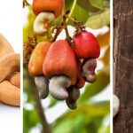 How to Grow Cashew