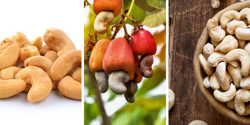 How to Grow Cashew