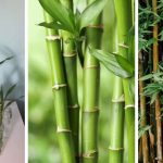 How to Grow Bamboo from Cuttings