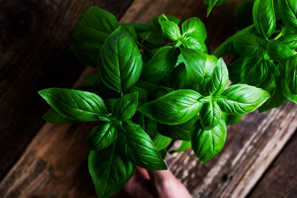 How To Grow Basil In Water?