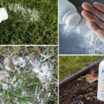 10 Effective Baby Powder Uses In The Garden