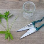 11 Most Healthy Herbs That Grow from Cuttings