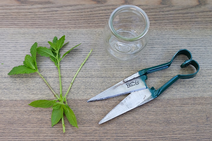 11 Most Healthy Herbs That Grow from Cuttings