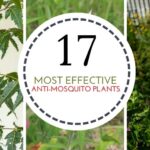 17 Most Effective Anti-Mosquito Plants