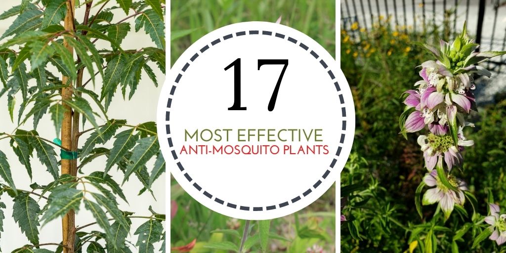 17 Most Effective Anti-Mosquito Plants