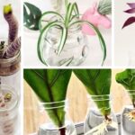 9 Plants That Can Grow From Cuttings In Water