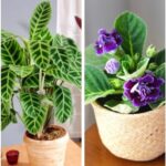 Low Light Indoor Plants That Are Safe for Cats and Dogs