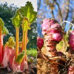 Perennial Veggies You Can Plant Once and Harvest For Years