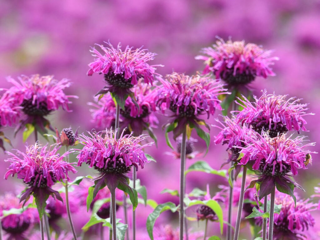  Bee Balm