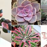 28 Astonishing Pink Houseplants To Add Cuteness To Any Indoor Space