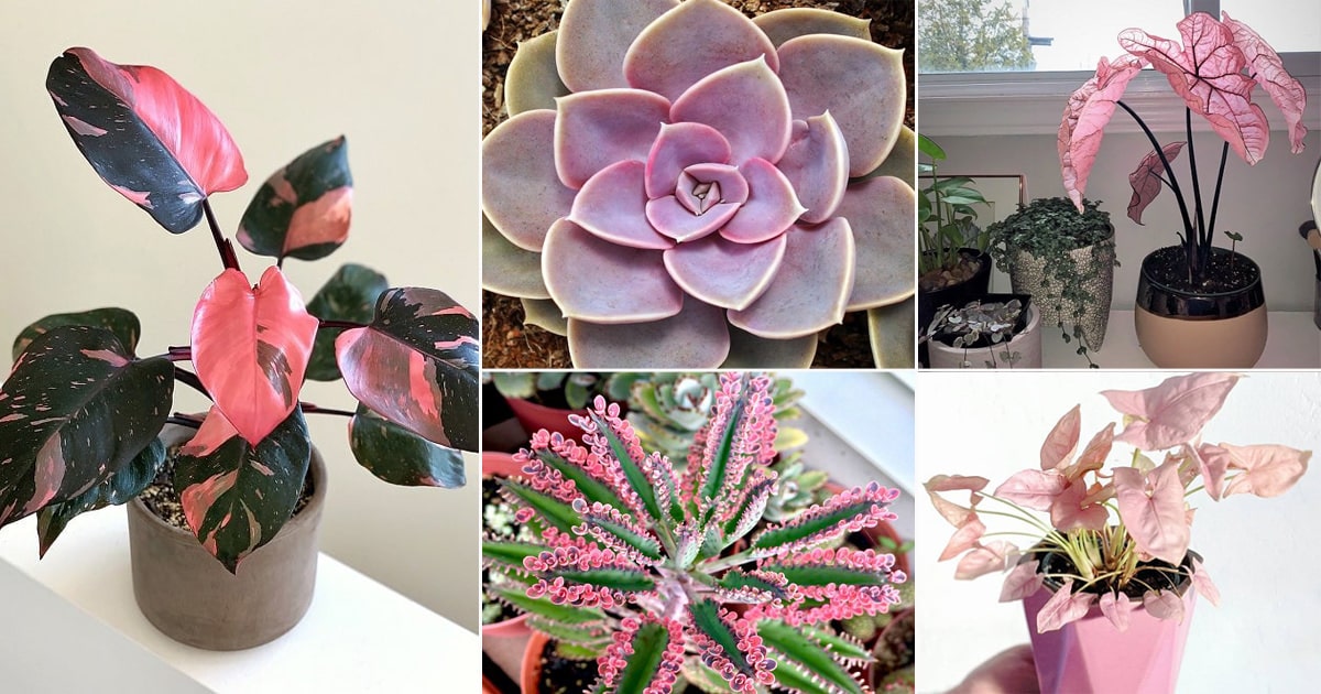 28 Astonishing Pink Houseplants To Add Cuteness To Any Indoor Space