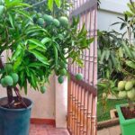 How to Grow a Mango Tree in a Pot Easily