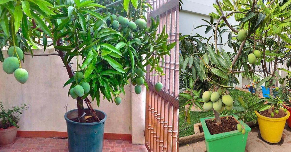 How to Grow a Mango Tree in a Pot Easily