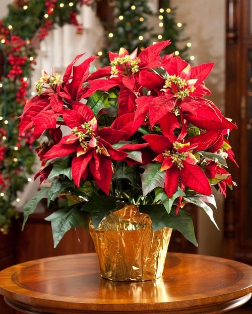 13 Of The Best Houseplants To Have This Holiday  Season