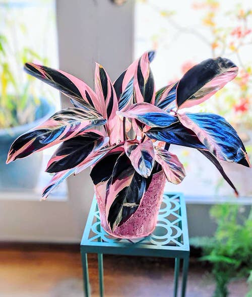 16 Amazing Tricolor Houseplants with Fantastic  Colorful Leaves