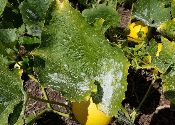 How to Identify, Treat And Prevent Powdery Mildew On Plants