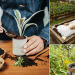 10 Hacks Master Gardeners Would Never Tell You