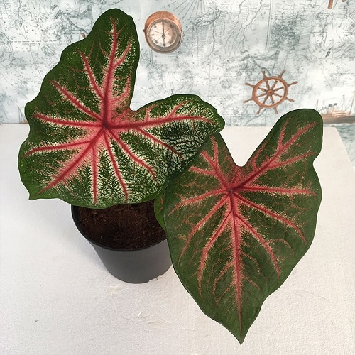 16 Amazing Tricolor Houseplants with Fantastic  Colorful Leaves