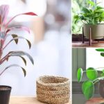 11 Plants that Attract Money and Bring Fortune to Home