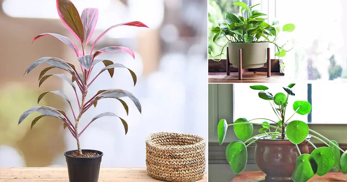 11 Plants that Attract Money and Bring Fortune to Home