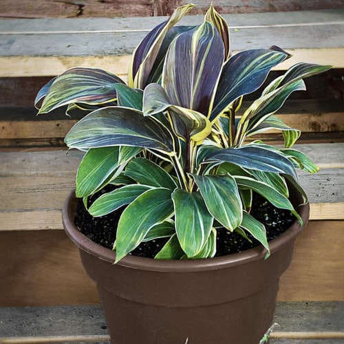 16 Amazing Tricolor Houseplants with Fantastic  Colorful Leaves