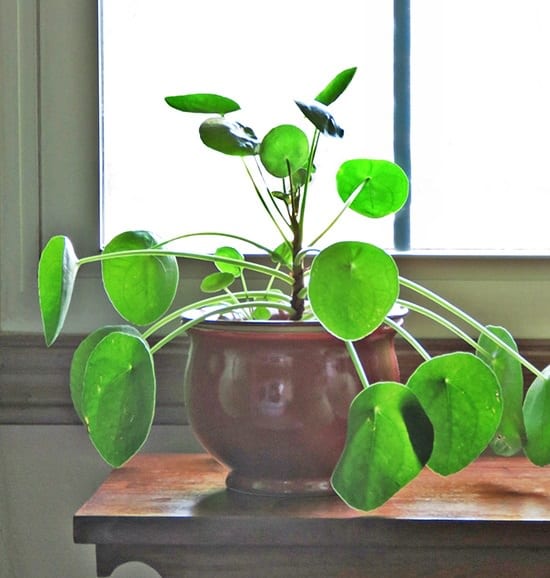 11 Plants that Attract Money and Bring Fortune to Home