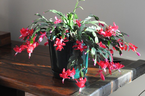 13 Of The Best Houseplants To Have This Holiday  Season