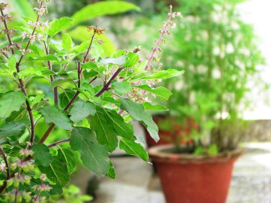 11 Plants that Attract Money and Bring Fortune to Home