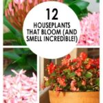 12 Houseplants That Bloom And Smell Incredible