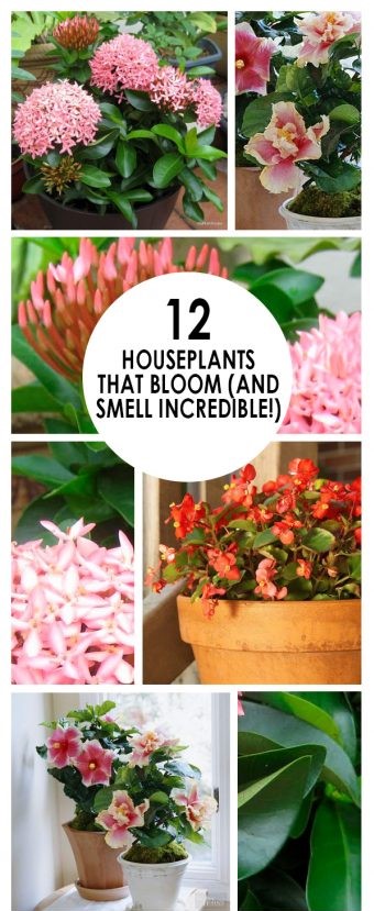 12 Houseplants That Bloom And Smell Incredible