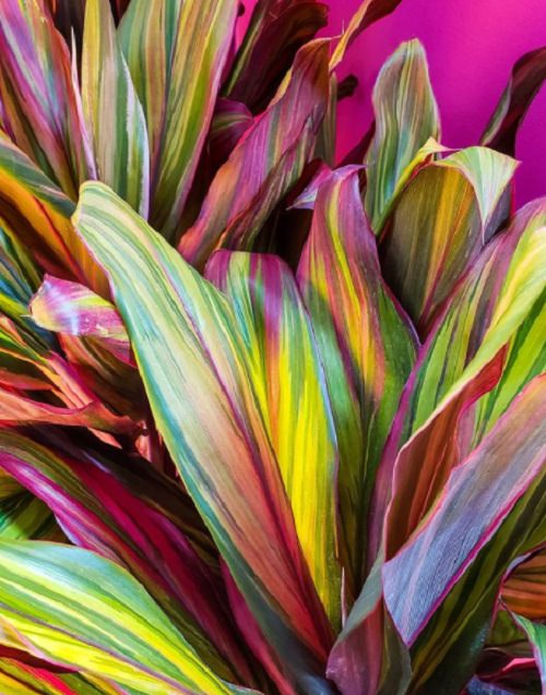 16 Amazing Tricolor Houseplants with Fantastic  Colorful Leaves