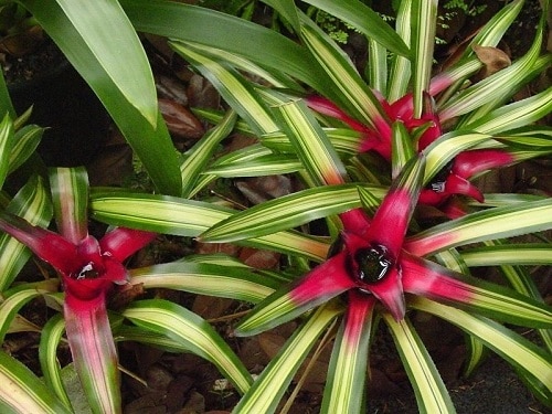 16 Amazing Tricolor Houseplants with Fantastic  Colorful Leaves