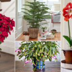 13 Of The Best Houseplants To Have This Holiday Season